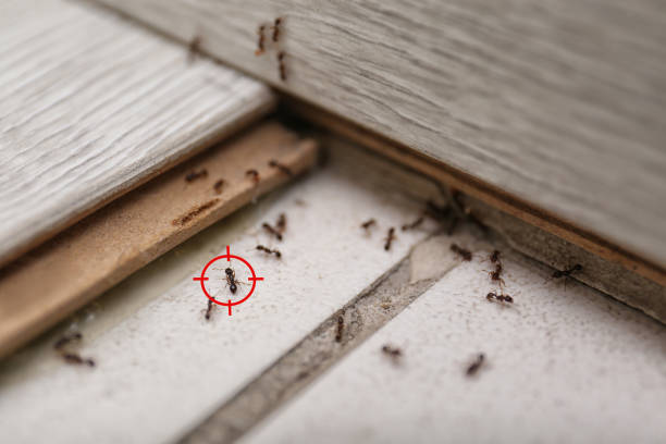 Best Best Pest Control Near Me  in Mulberry, NC