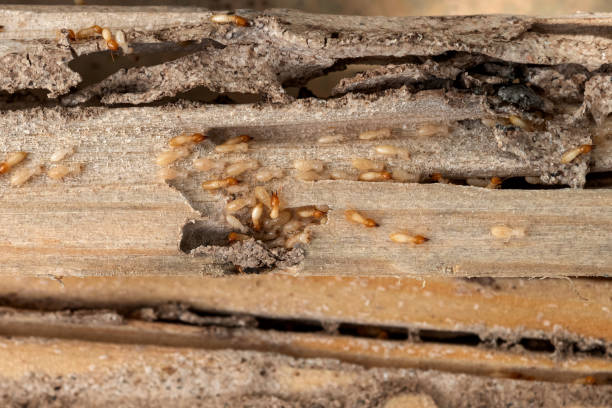 Reliable Mulberry, NC Pest Control Solutions